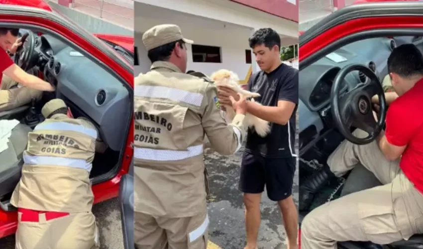  Cachorro fica preso ao painel de carro e surpreende dono