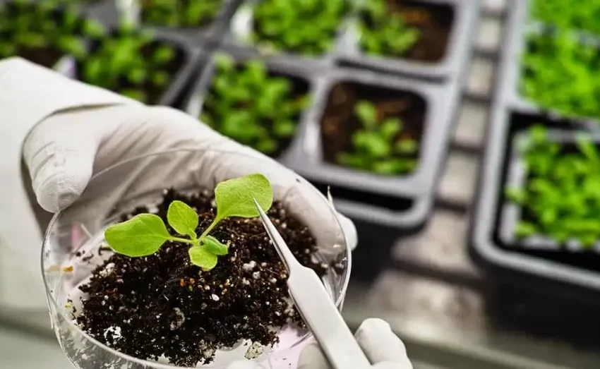  Pequenos agricultores investem em fertilizantes alternativos para reduzir custos e melhorar a produção