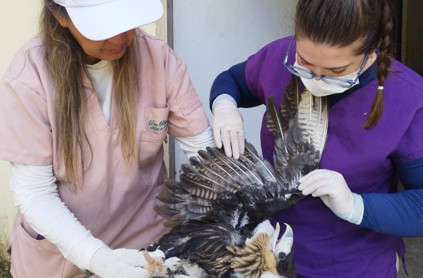  Centro de Triagem de Animais Silvestres atua na reabilitação de aves antes de soltura