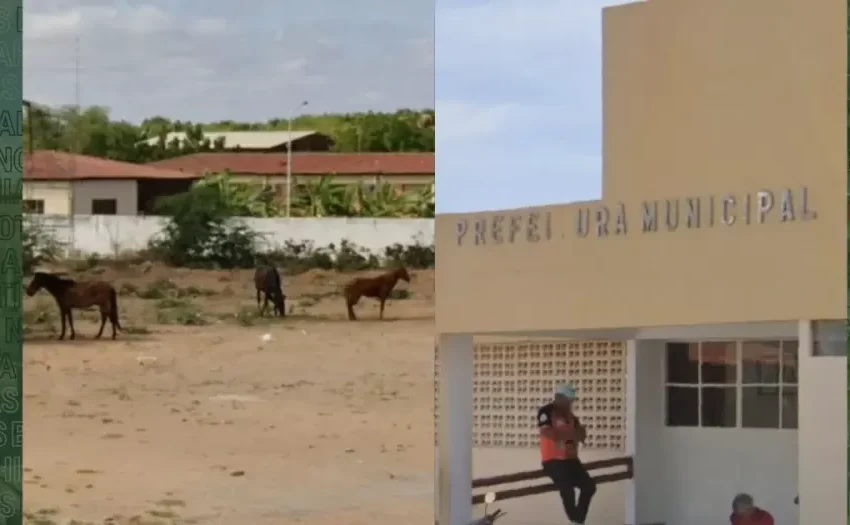  Prefeitura poderá tomar, abater e apreender animais soltos nas ruas e doar carne a escolas municipais no interior