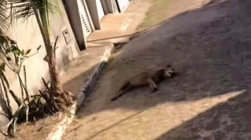  Cão é morto a tiros durante a madrugada em Joaquim Pires; caso gera revolta