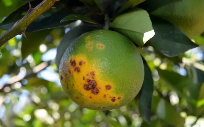  Migração forçada dos pomares cítricos no Brasil é causada por praga que atinge a laranja