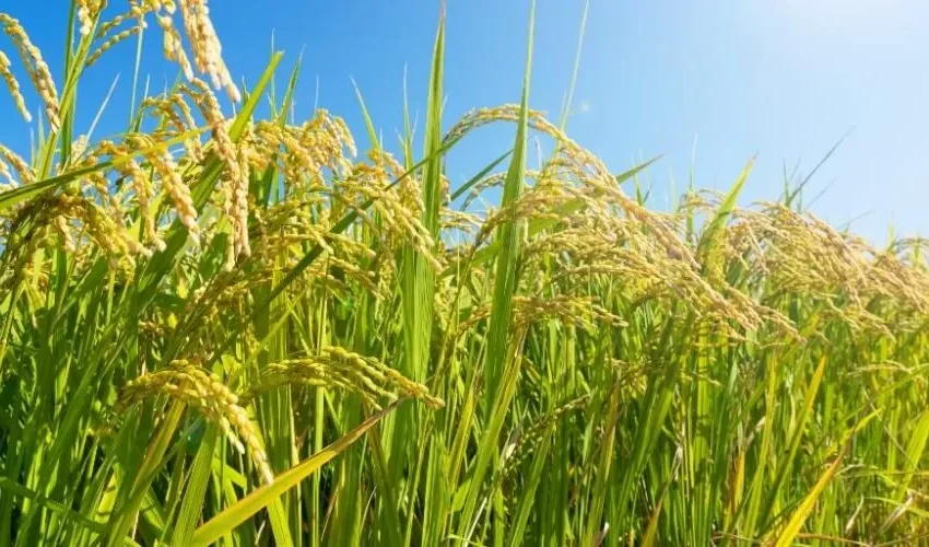  Seca compromete safra de arroz de sequeiro no sul do Piauí