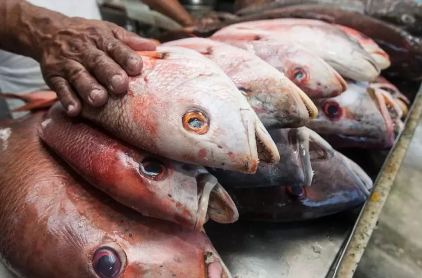  Ceará deve comprar 600 toneladas de água de coco e pescado para mitigar impactos do “tarifaço” dos EUA
