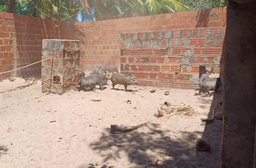  Animais silvestres são resgatados de cativeiro ilegal na BR-222, em São João da Fronteira