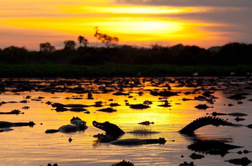 Proposto pelo Senado, Estatuto do Pantanal vai à sanção
