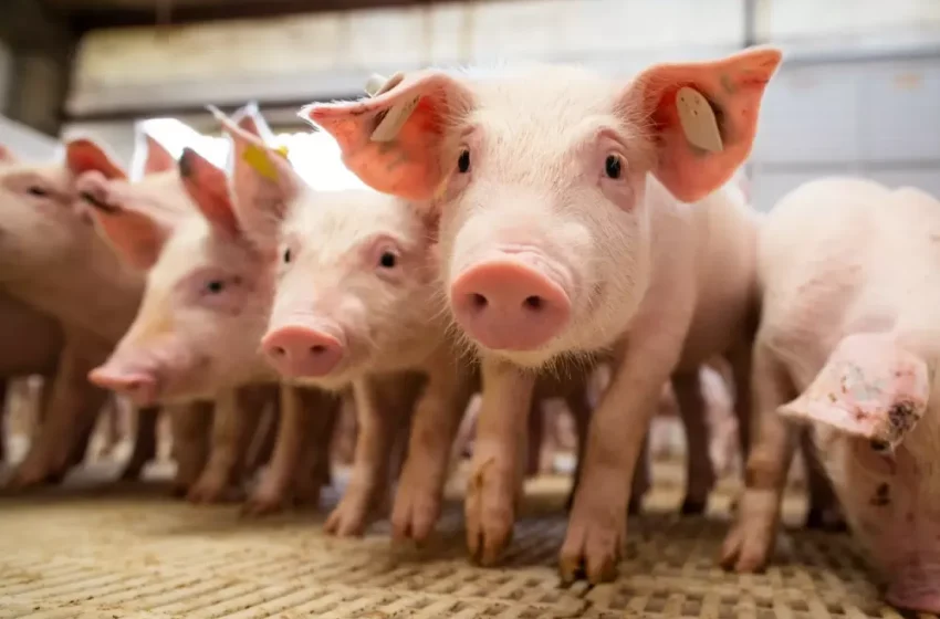  Preço do suíno vivo e da carne registra alta em agosto, aponta Cepea