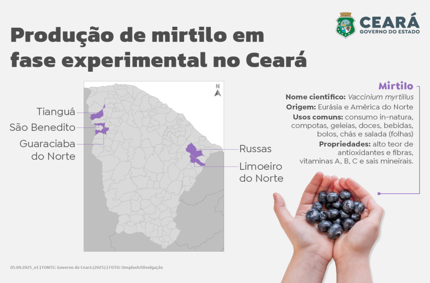 Terreno fértil: Ceará reúne vantagens competitivas para se destacar no cenário global da produção de Mirtilo