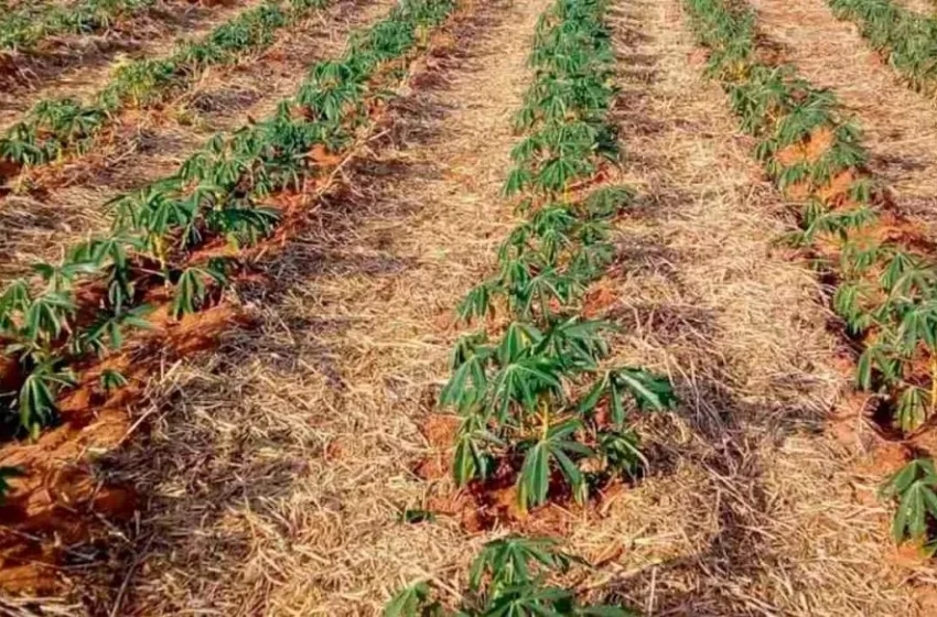  Preço da mandioca tem maior valorização semanal em quase um ano