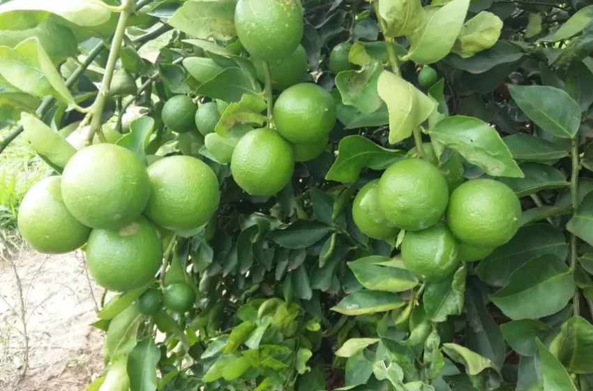 Brasil se torna o quinto maior exportador mundial de limão