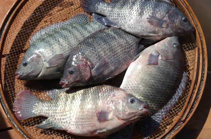  Baixa procura por tilápia é reflexo de queda pela demanda