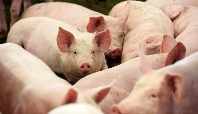  Custo de produção de suínos sobe após três meses de queda, diz Embrapa