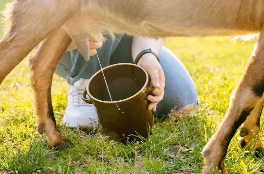  Leite de Cabra Ganha Espaço na Mesa dos Brasileiros: Nutrição, Versatilidade e Menor Potencial Alergênico