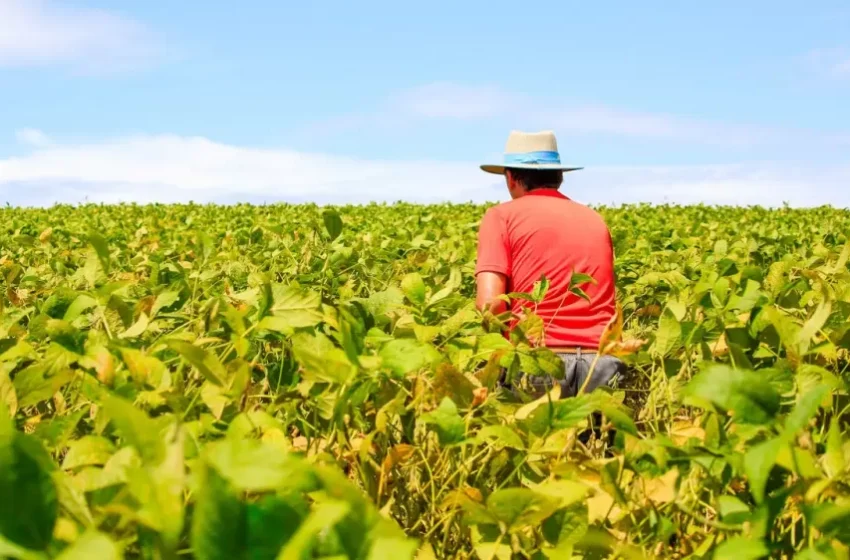  Governo prepara medida para renegociação de dívidas de produtores rurais