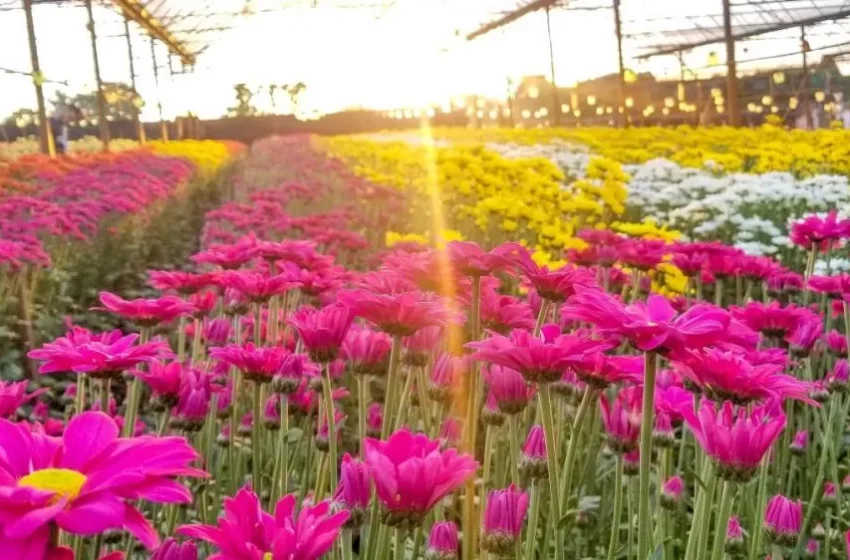 Setor de flores e plantas ornamentais cresce quase 10% e movimenta R$ 21,2 bilhões em 2024