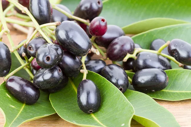  Jamelão: A fruta pouco popular que é uma forte aliada no controle da glicemia