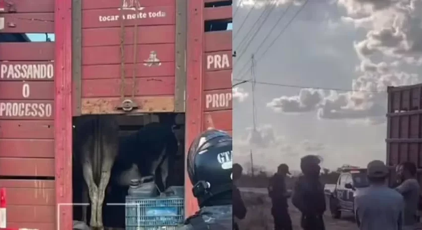  Piauienses são presos suspeitos de furtar jumentos para abate e vender como carne de boi