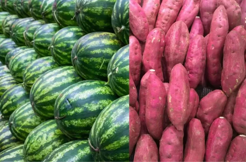  Preços da melancia e da batata-doce variam no Nordeste e refletem safra e demanda