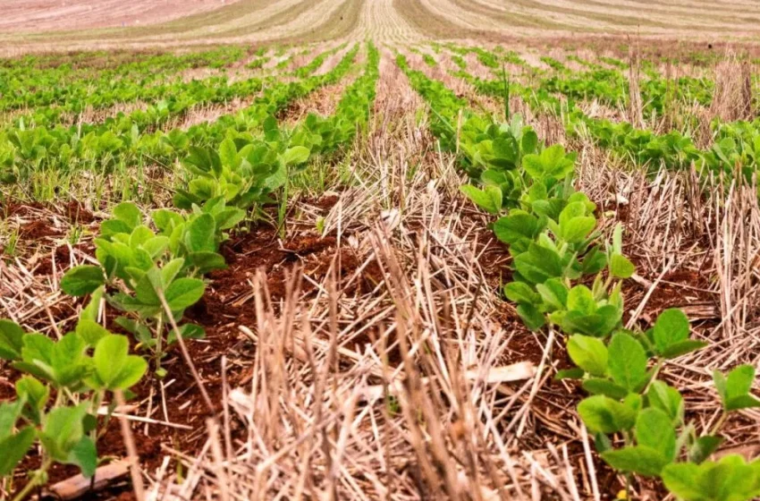 Falta de crédito e insumos ameaça plantio da soja no Rio Grande do Sul