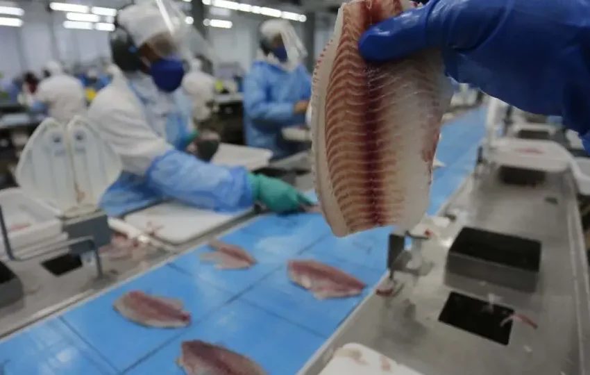  Consumo de tilápia tem aumento de 10% ao ano nas últimas décadas