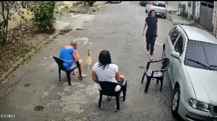  Gato impede ataque de pitbull e salva idosa em Nilópolis