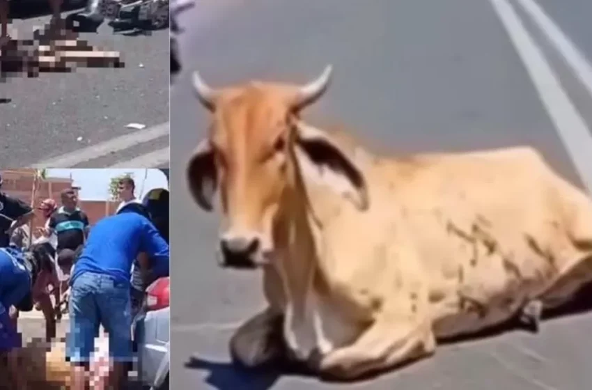 Após morte de motociclista em colisão com vaca, Cobea pede mais radares na Avenida Poty Velho