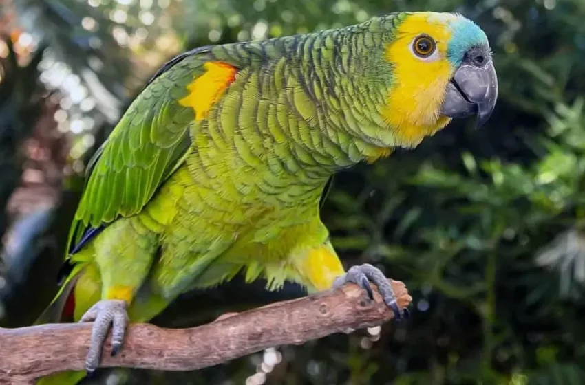 Ibama resgata 68 aves silvestres apreendidas pela PRF no Maranhão