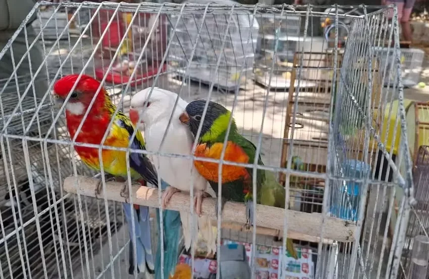 Operação Libertas resgata 111 aves silvestres e prende suspeitos de tráfico no Ceará