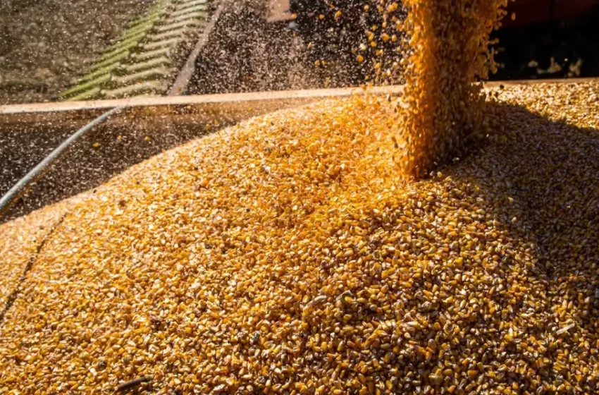  Brasil deve alcançar produção recorde de grãos, mas instabilidade climática preocupa