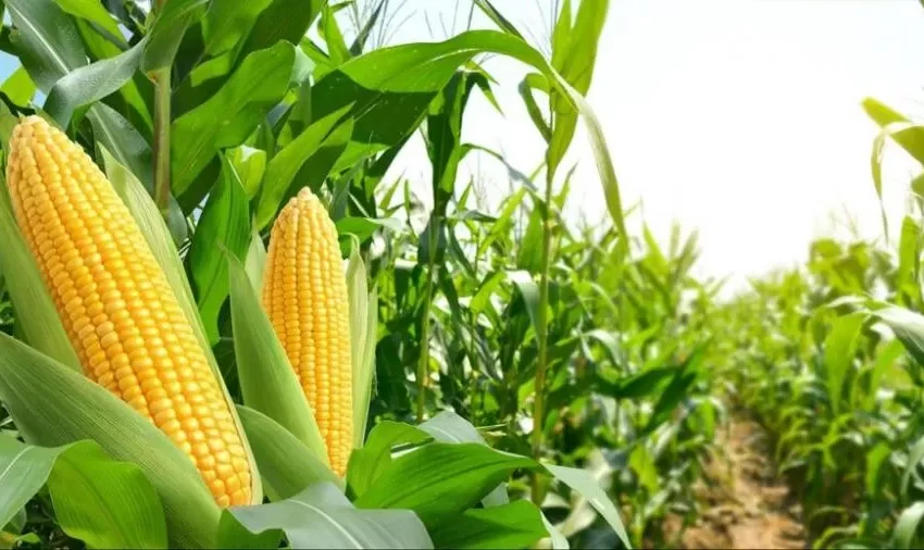  Plantio do milho verão avança para 65,9% no Brasil, indica Conab