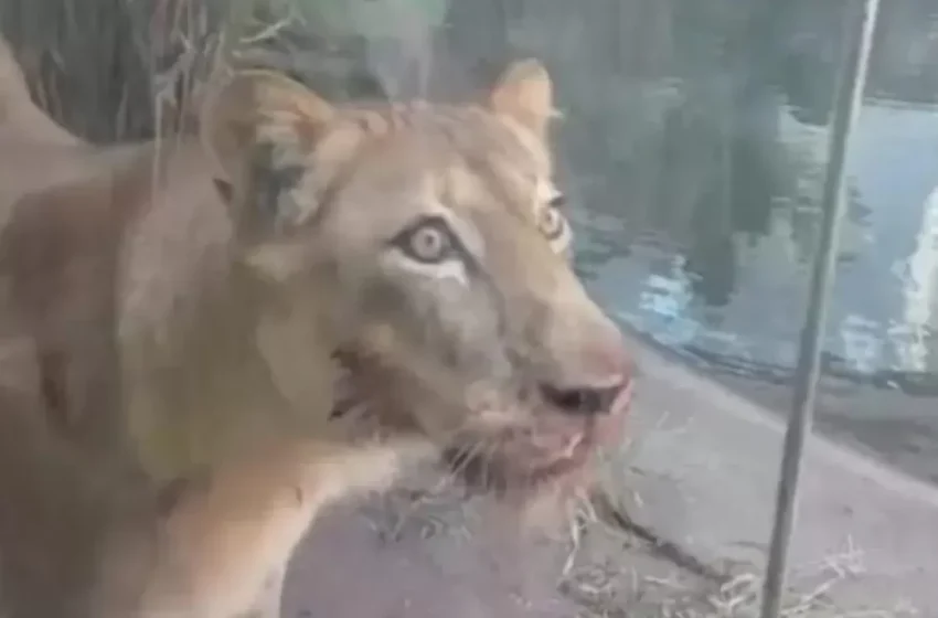  Polícia identifica homem que morreu após invadir jaula de leoa em zoológico de João Pessoa; jovem tinha 19 anos