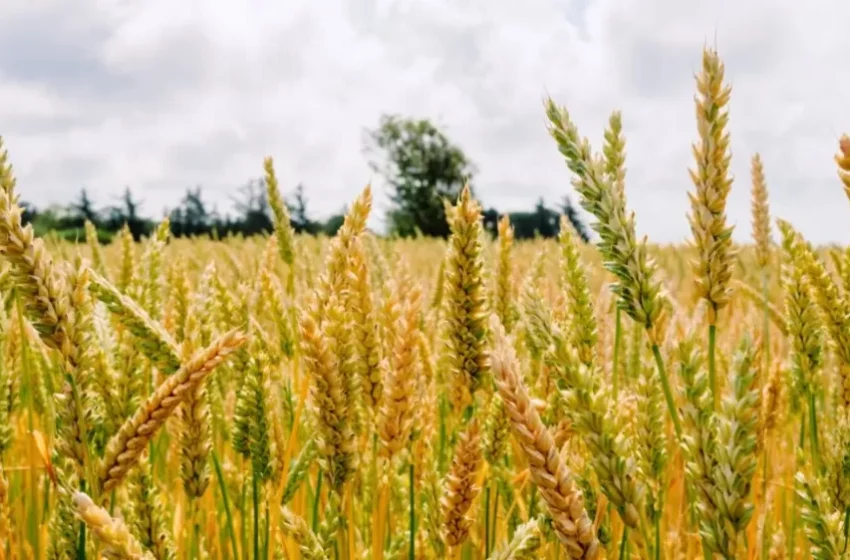  Agro puxa crescimento da economia com alta de 11,6%