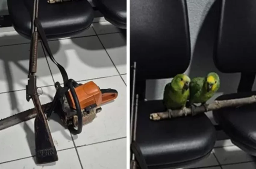  Fiscalização flagra desmatamento em área de preservação no Sul do Piauí