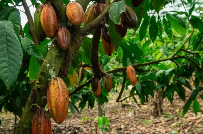  Lula sanciona lei que reconhece Ilhéus como capital nacional da rota do cacau e do chocolate