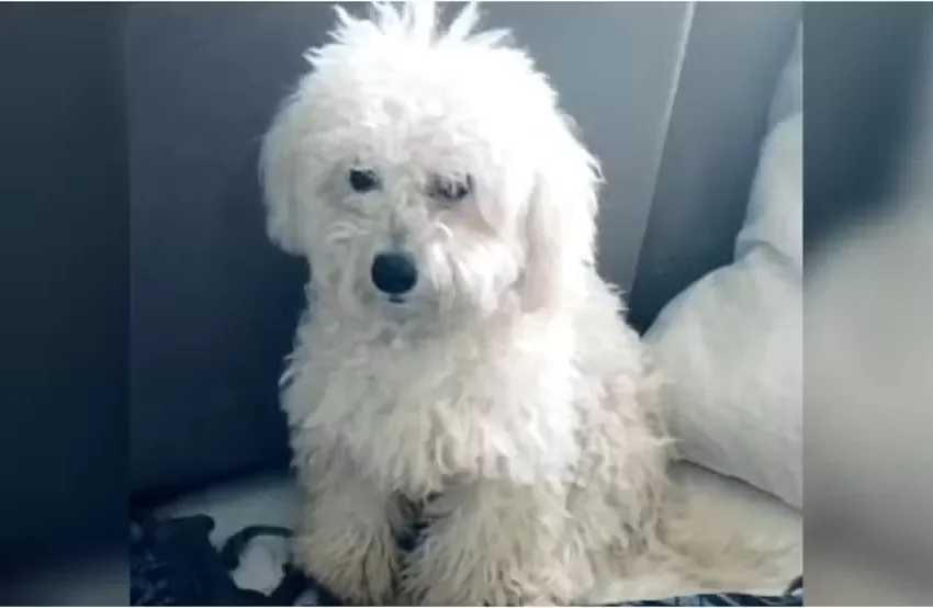  Pai e filho morrem em colisão entre carros em rodovia no Ceará