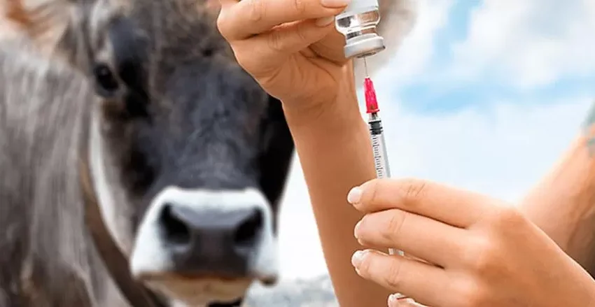  Ceará investe R$ 1,6 milhão em vacinação bovina para fortalecer cadeia do leite e saúde pública