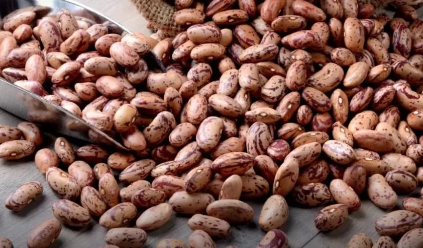  Preços do feijão seguiram em queda em novembro