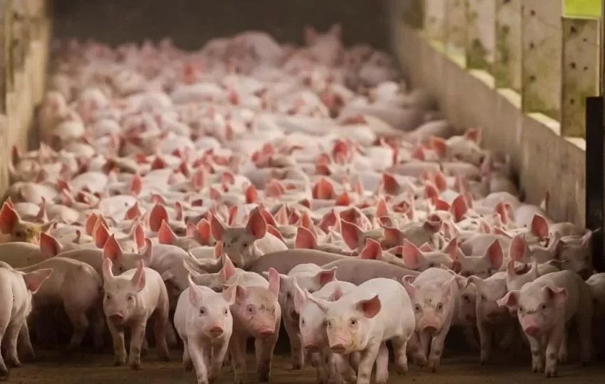  Brasil deve se tornar 3º maior exportador mundial de carne suína em 2025