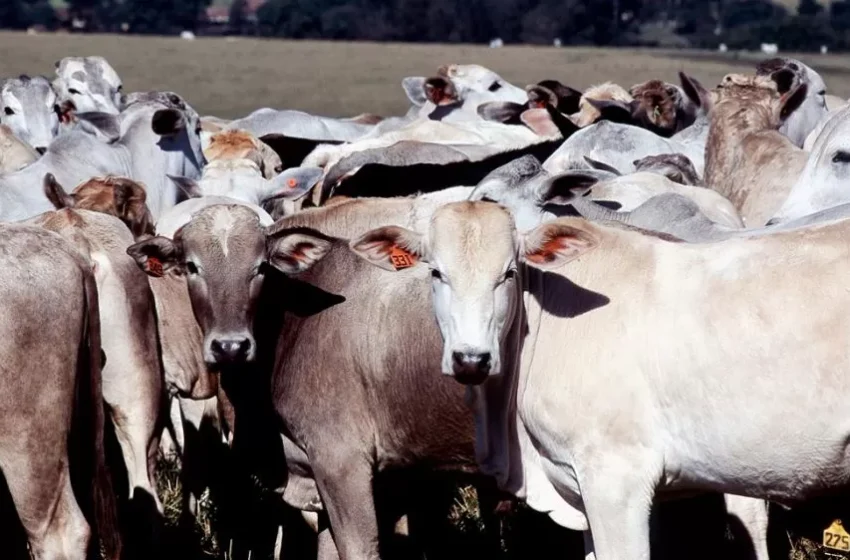  Preço do boi gordo encerra a semana com estabilidade em quase todo o Brasil
