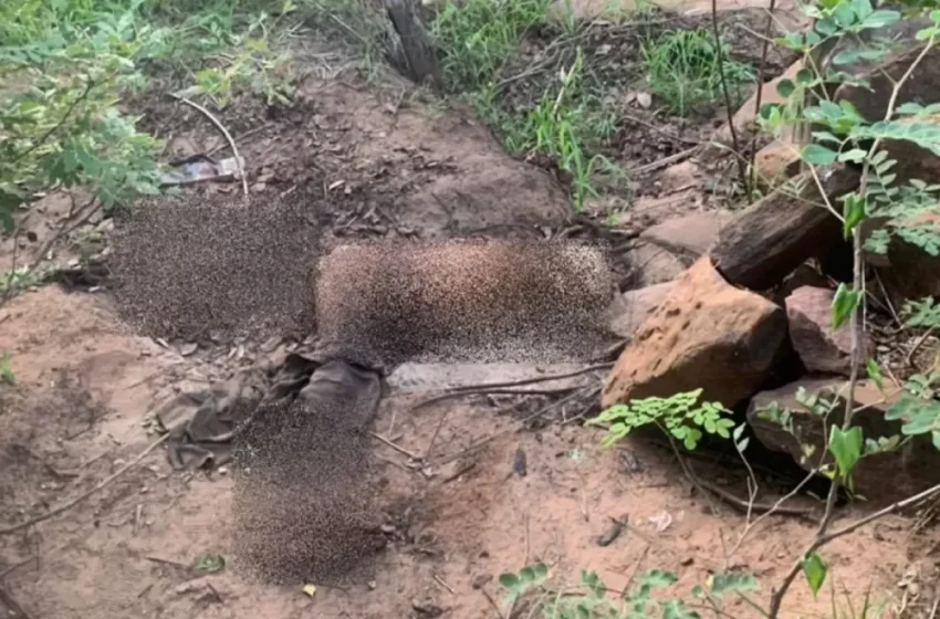  Ossada humana é encontrada na zona rural de Picos