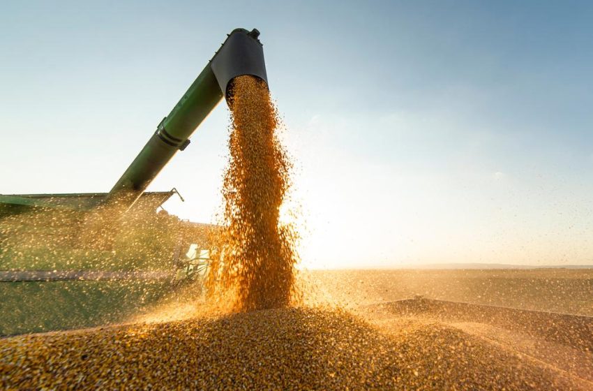  Safra agrícola do Piauí tem expectativa de recorde em 2026, aponta IBGE