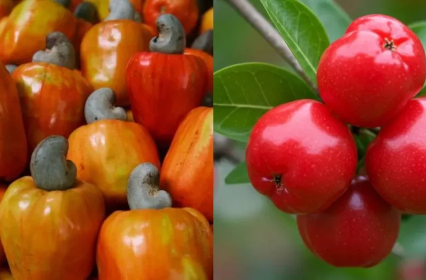  Safra recorde de grãos deve impulsionar a economia do Piauí em 2026, aponta IBGE