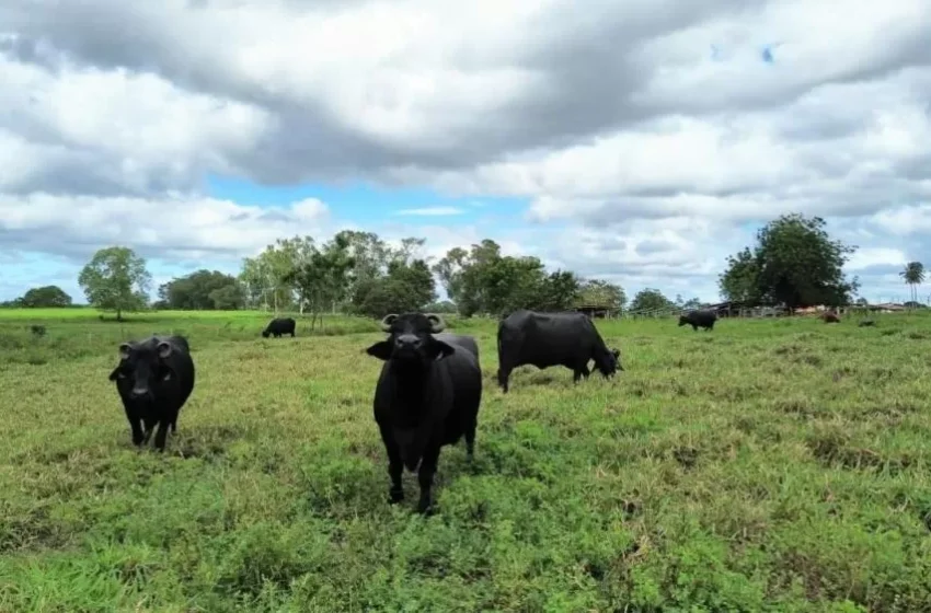  Programa Forrageiras beneficia quase 500 produtores rurais no Ceará