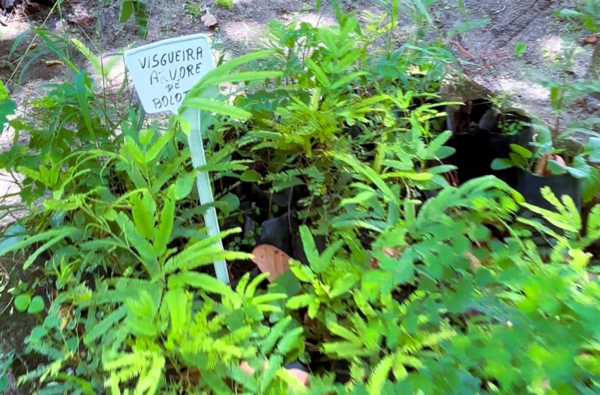  Produção anual de mudas de espécies nativas pela Sema ultrapassa 370 mil em 2025