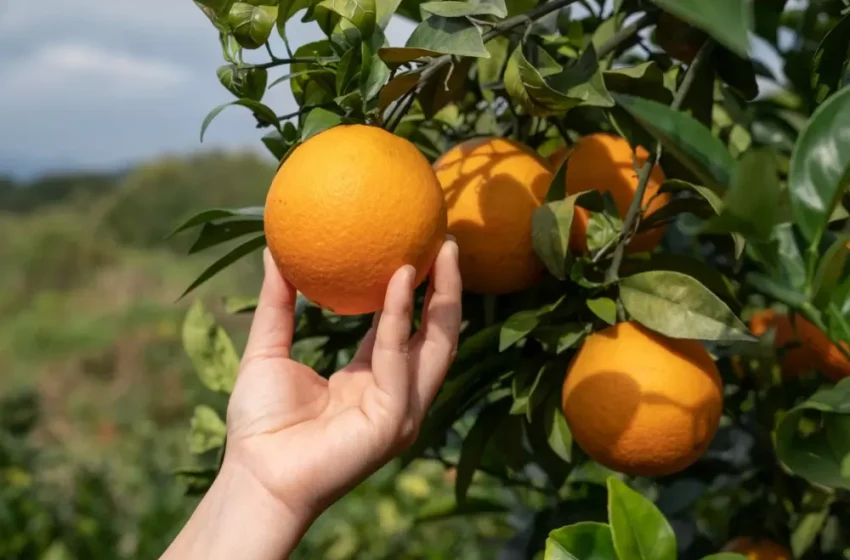  Chuvas retornam nas áreas de produção de laranja, mas clima ainda preocupa
