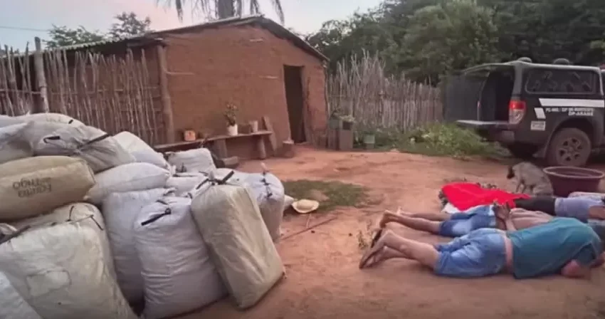  Quase duas toneladas de maconha são apreendidas na zona rural de Grajaú