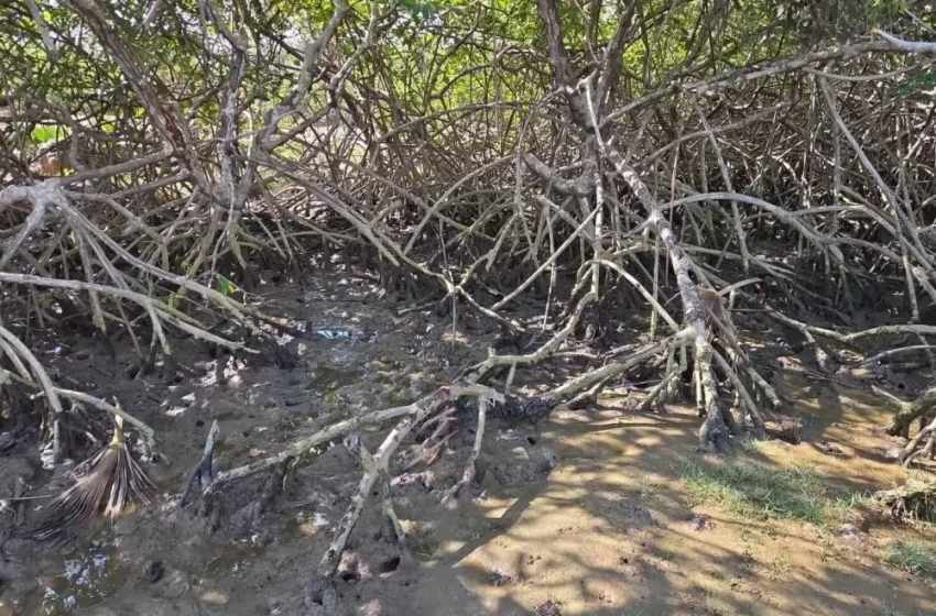  Segundo período de defeso do caranguejo-uçá começa neste domingo (1º) no litoral do Piauí; Semarh intensifica operação