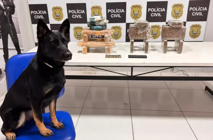  Polícia apreende 25 quilos de drogas em operação integrada em Teresina