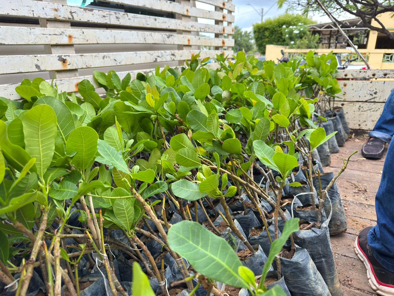 Foto: Reprodução/Secom Piauí