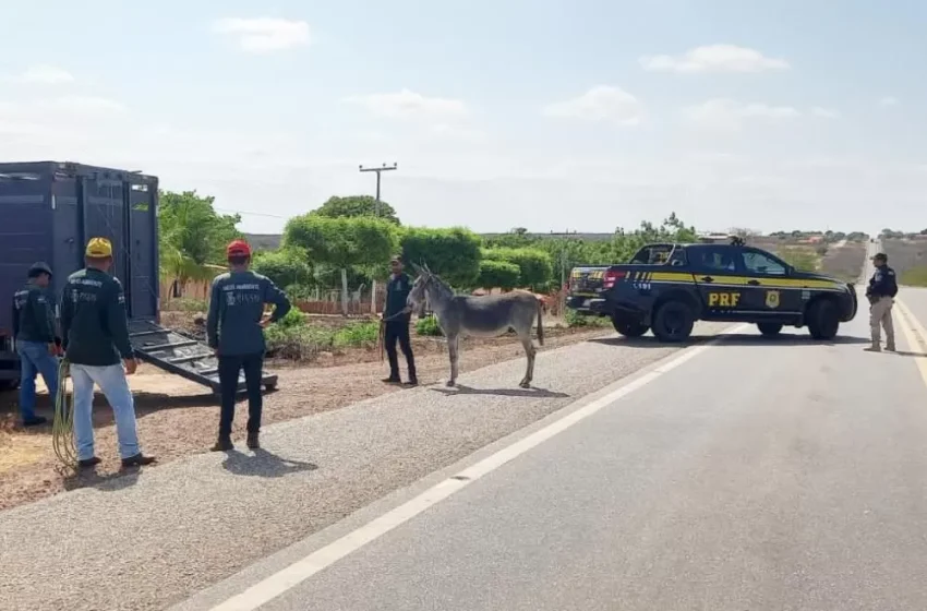  PRF intensifica fiscalização e retira animais soltos das rodovias federais no Norte do Piauí
